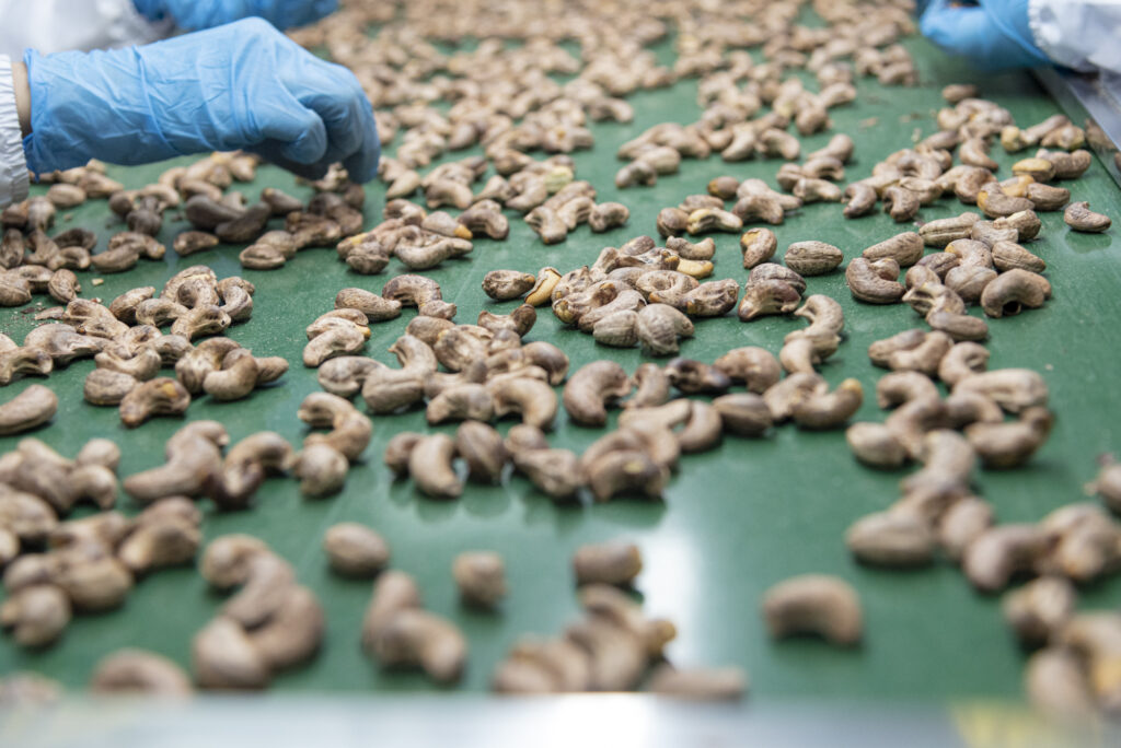 PHÂN LOẠI HẠT ĐIỀU 1